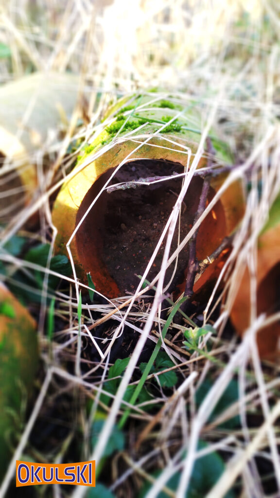 Mech na ceramicznej rurze odpływowej w buku, niedaleko Stęszewa, 9 km od Opalenicy, 50 min od Nowego Tomyśla